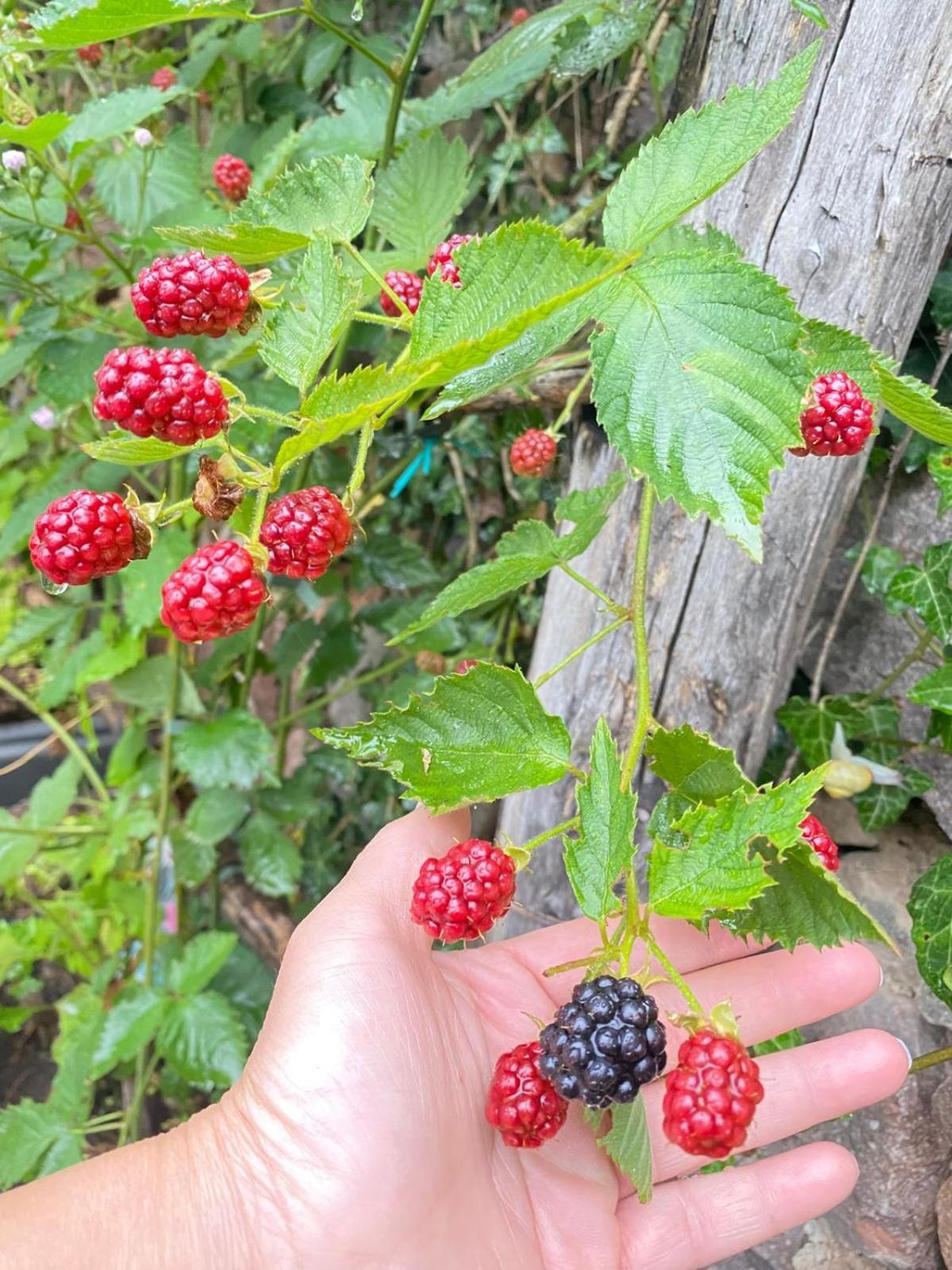 Atl Agriturismo Salorno Zewnętrze zdjęcie